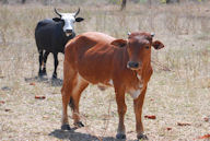 Raising cattle provides vital protein