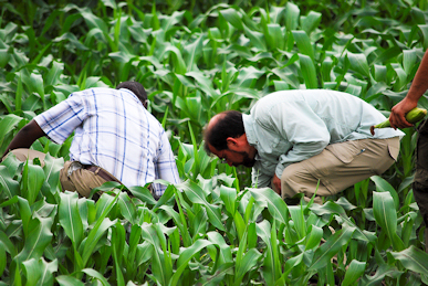 John Eastwood and Robert Kathewera inspect the new crop of Nsima (corn) at Robert's working farm which provides food for orphans and widows nearby.